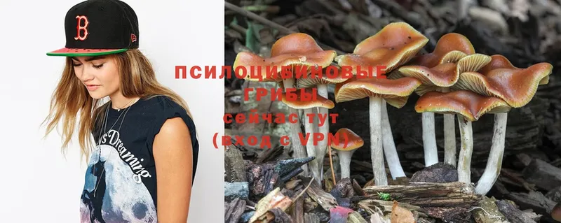 Галлюциногенные грибы Psilocybe  Россошь 